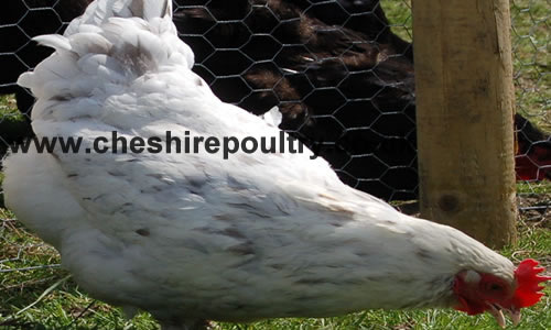 Click to open our Splash Copper Marans gallery
