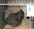 Click to open our Silver pencilled Wyandotte gallery