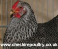 Click to open our Silver pencilled Wyandotte gallery