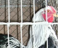 Click to open our Silver pencilled Wyandotte gallery