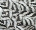 Click to open our Silver pencilled Wyandotte gallery