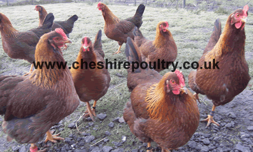 Click to open our Welsummer Chickens gallery