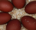 Click to open our Welsummer Chickens gallery