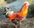 Click to open our Welsummer Chickens gallery