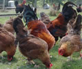 Click to open our Welsummer Chickens gallery