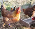 Click to open our Welsummer Chickens gallery