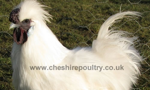 Click to open our White Silkie gallery