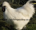 Click to open our White Silkie gallery