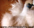 Click to open our White Silkie gallery