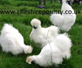Click to open our White Silkie gallery