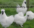 Click to open our White Silkie gallery